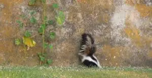 Keep skunks away from shed 