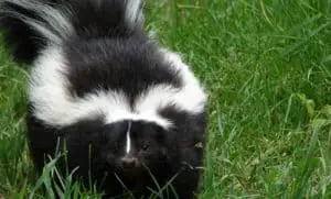 Keep skunks off lawn