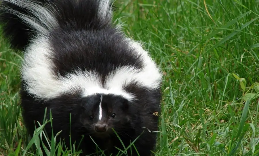 How To Keep Skunks Away For Good
