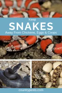 Keep snakes away from chickens