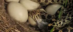 Keep snakes from chicken eggs with a few steps