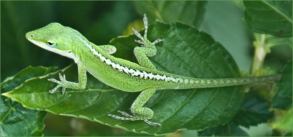 How To Get Rid Of Lizards And Keep Them Away (House, Porch & Patio)