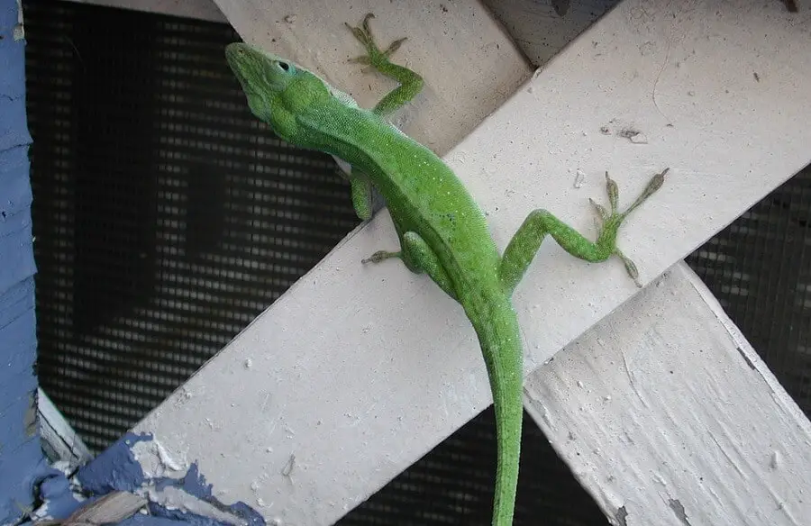 Get Rid Of Lizards And Keep Them Away (House, Porch & Patio)