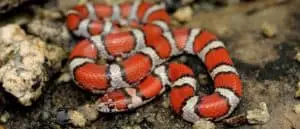 Milk snakes eat chickens 