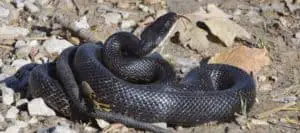 Rat snakes eat chicks and eggs