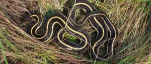 Snakes like to stay undercover when going to a chicken coop
