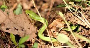 Snakes prefer to hide in grass and leaves 