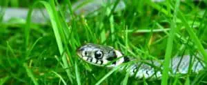 Trim grass to make it harder for snakes to stay hidden