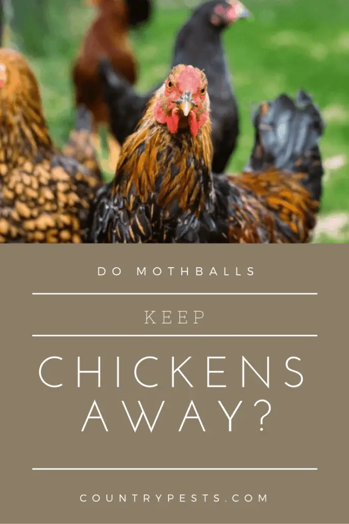 Will Mothballs Keep Chickens Away?