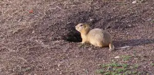ground squirrels dig holes in yards