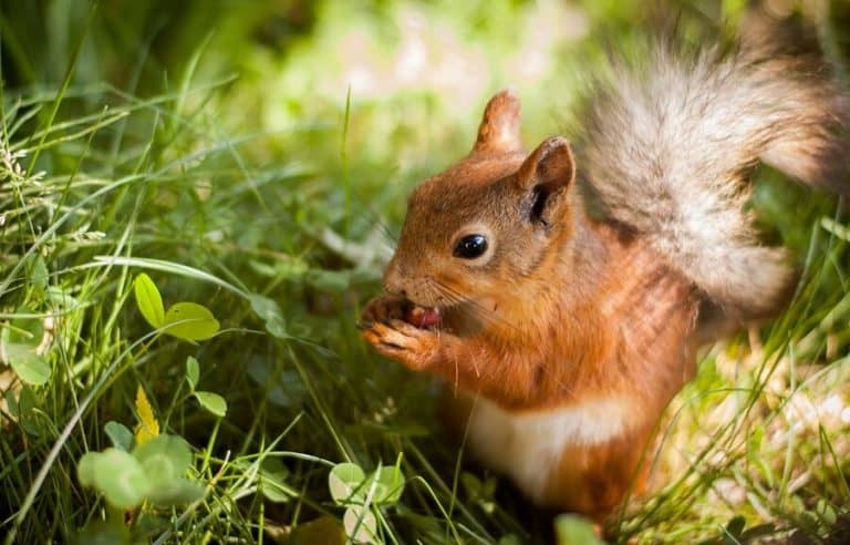 How To Effectively Keep Squirrels Out Of The Yard and Garden