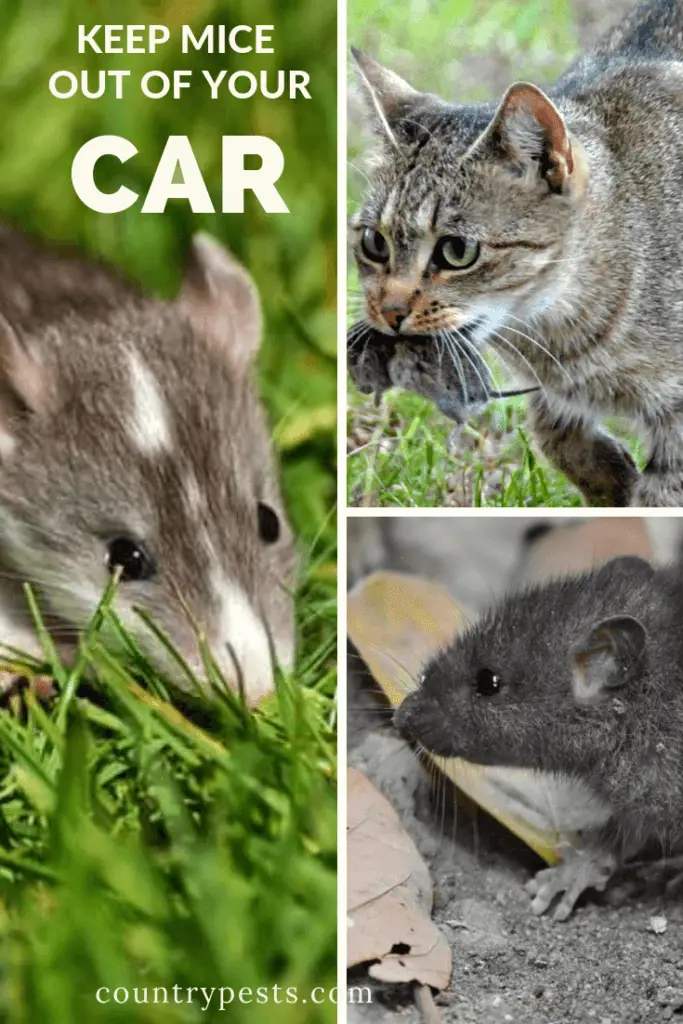how to protect your car from rats (1) Country Pests