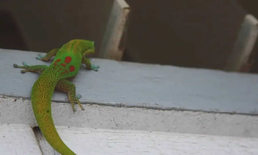 lizards can fit in small cracks 
