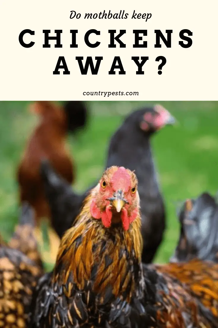 will mothballs keep hens away (1) – Country Pests