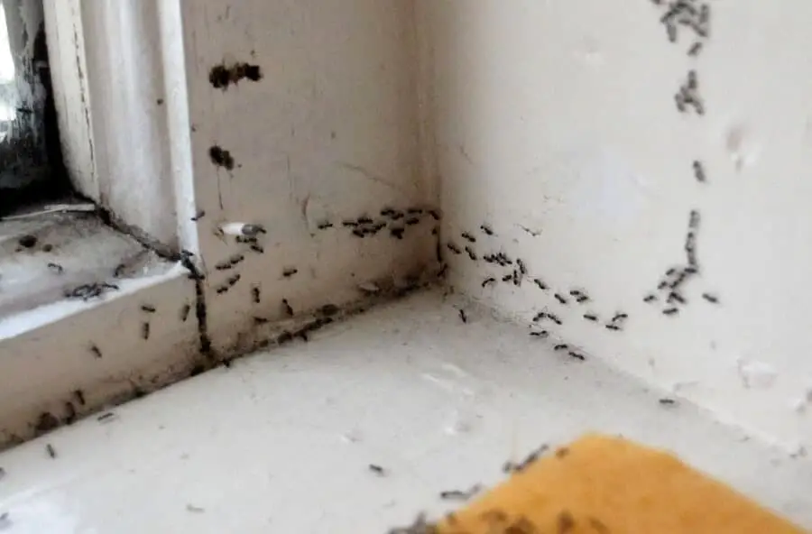 Ants can enter a home through any opening by Ross Catrow (1)