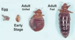 Bed Bugs come in different sizes 