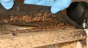 Bed Bugs hide under the covers box springs