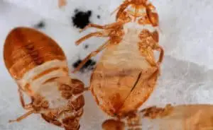 Bed Bugs shed their skins louento.pix 