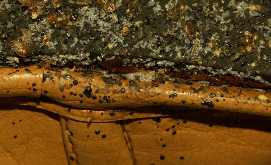 Bed bugs can hide in shoes louento.pix 1 (1) Country Pests