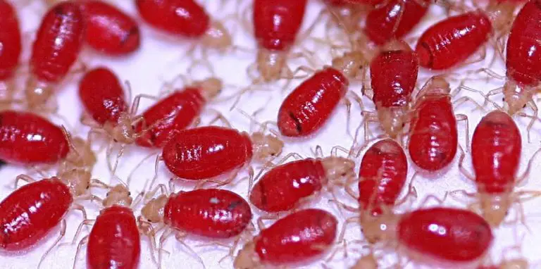 Bed bugs engourged on blood – Country Pests