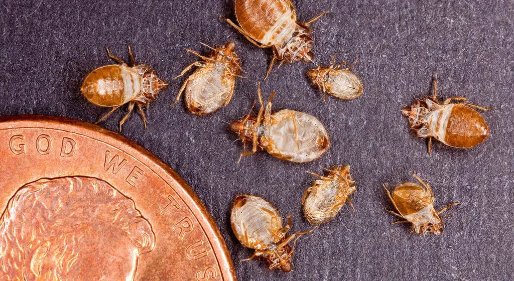 Best Bed Bug Solutions (1)