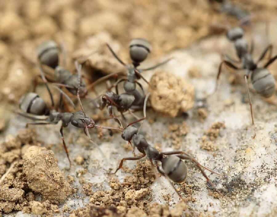Best Bug Poison Country Pests best-bug-poison-country-pests
