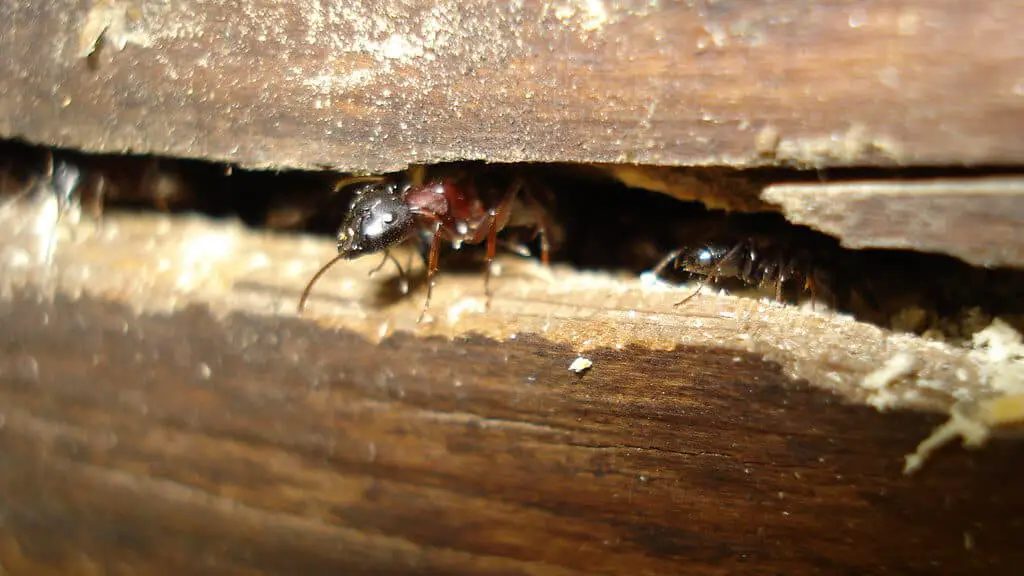 Carpenter Ants burrow through wood Country Pests