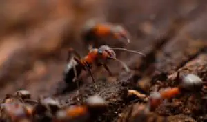 Fire ants are difficult to kill (1)