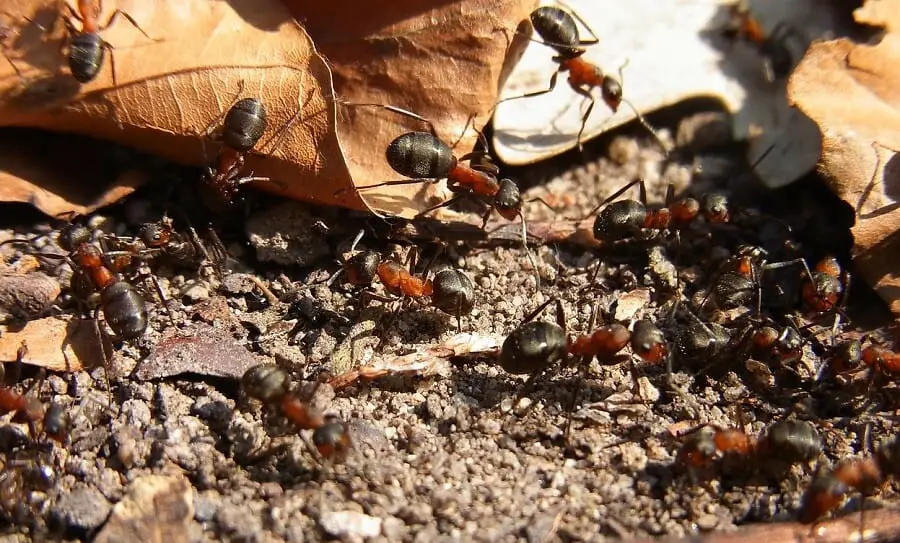 Mulch attracts ants for the food Country Pests