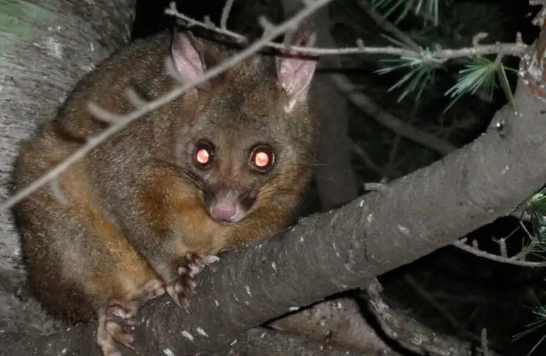 How To Keep Possums Away From Your Yard, Garden And House