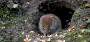 Get rid of voles permanantly1 (1)