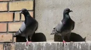 How to get rid of pigeons (1)