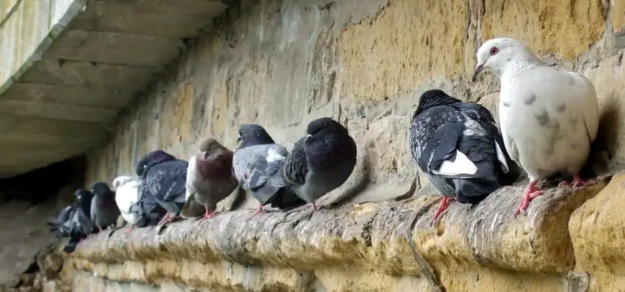 How to repell pigeons (1)
