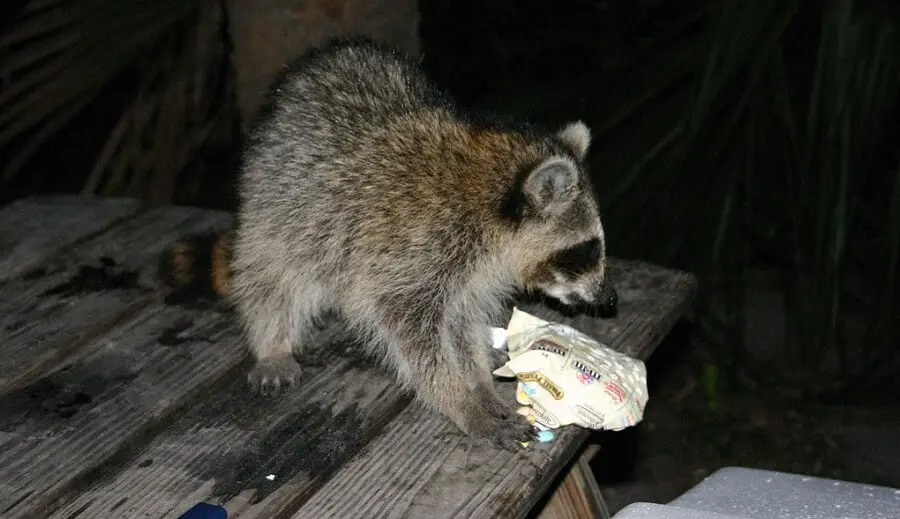 Keep food put away to keep out mini bears while hiking Country Pests