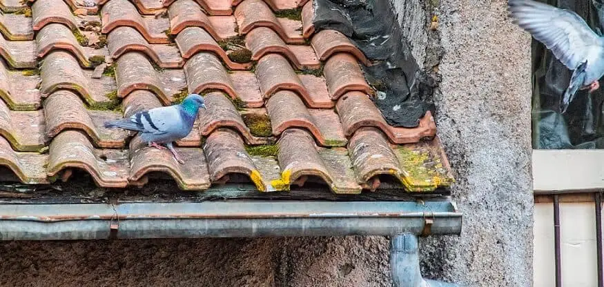 how to keep pigeons off your roof (1)