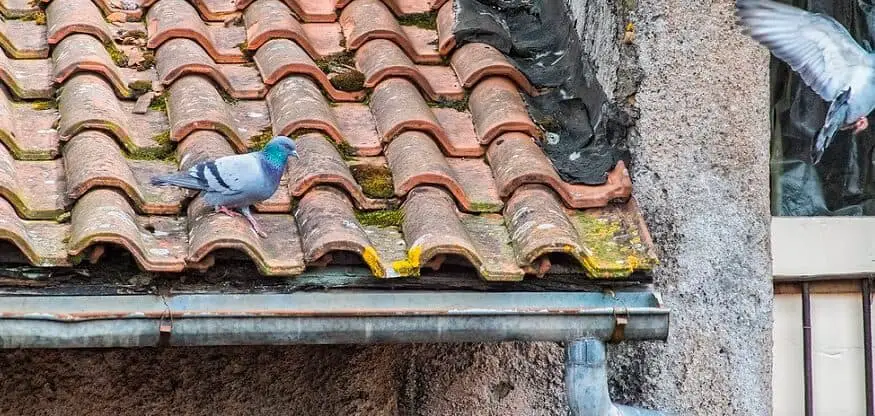 How To Get Rid Of Pigeons And Keep Them Off Roofs Barns And Fences