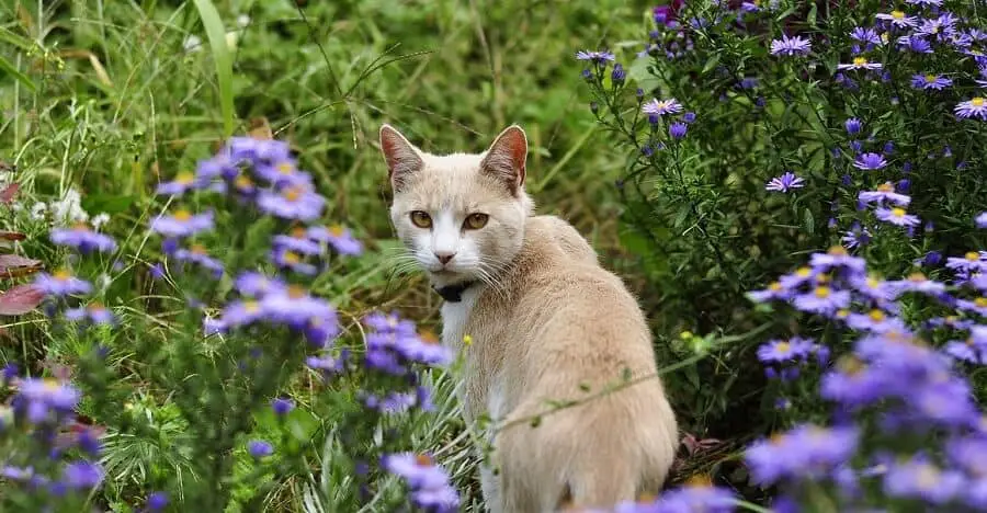 Keep Cats Out Of Your Yard Garden, How To Keep Cats Out Of Your Flower Garden