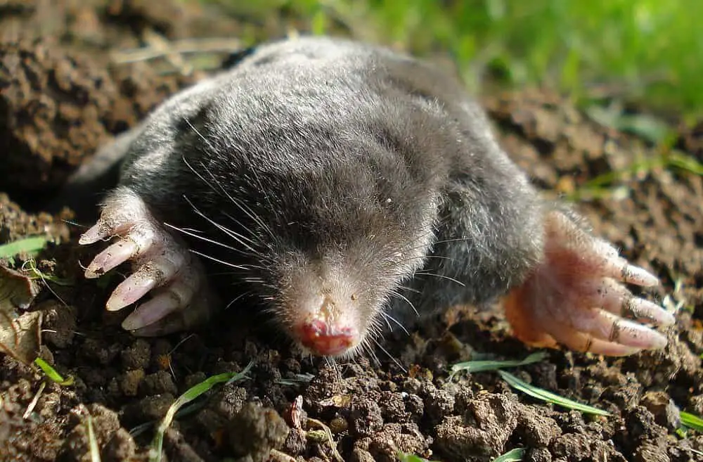 How to Get Rid of Moles WITHOUT Hurting Them