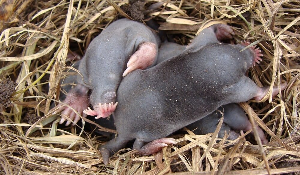 Nest of baby moles found underground1 (1)