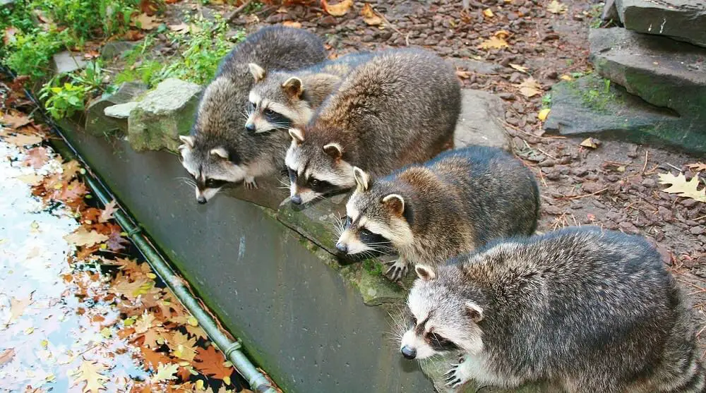 Food and water usally attract raccoons to a yard (1)
