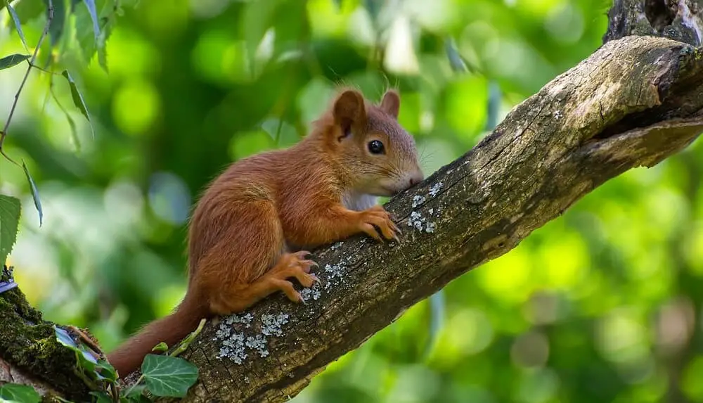 What To Do If You Get Bitten By A Squirrel