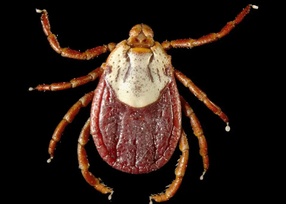 Wood ticks can carry Lyme Disease (1)