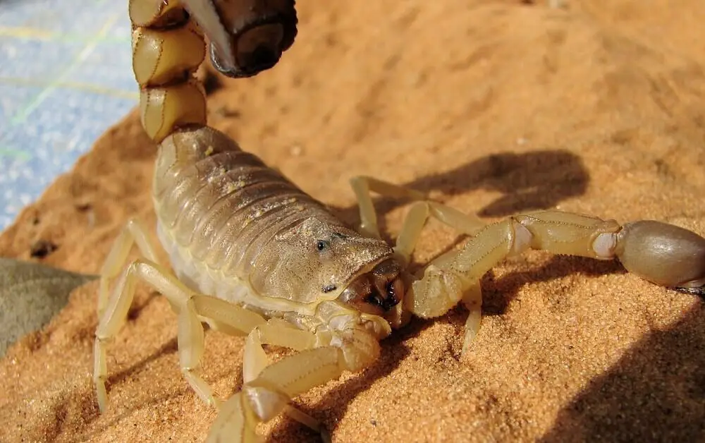 pesticides will kill scorpions (1)
