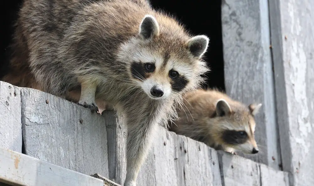 raccoons are hard to repel (1)