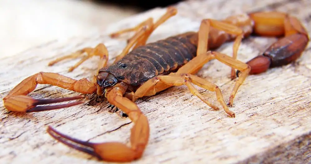 scorpions are found all over the world (1)