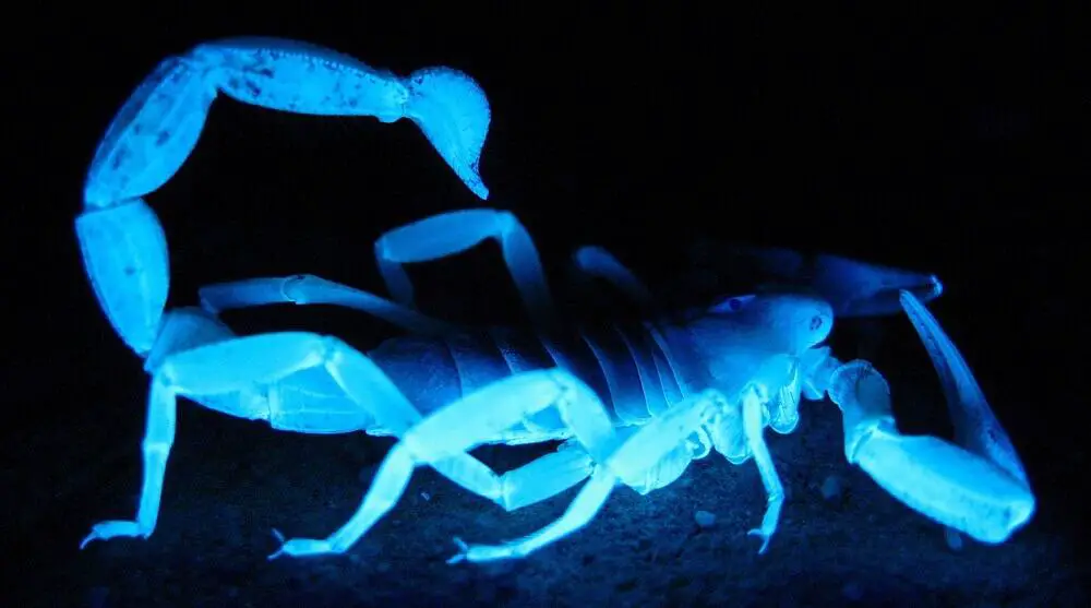 scorpions glow in black light (1)
